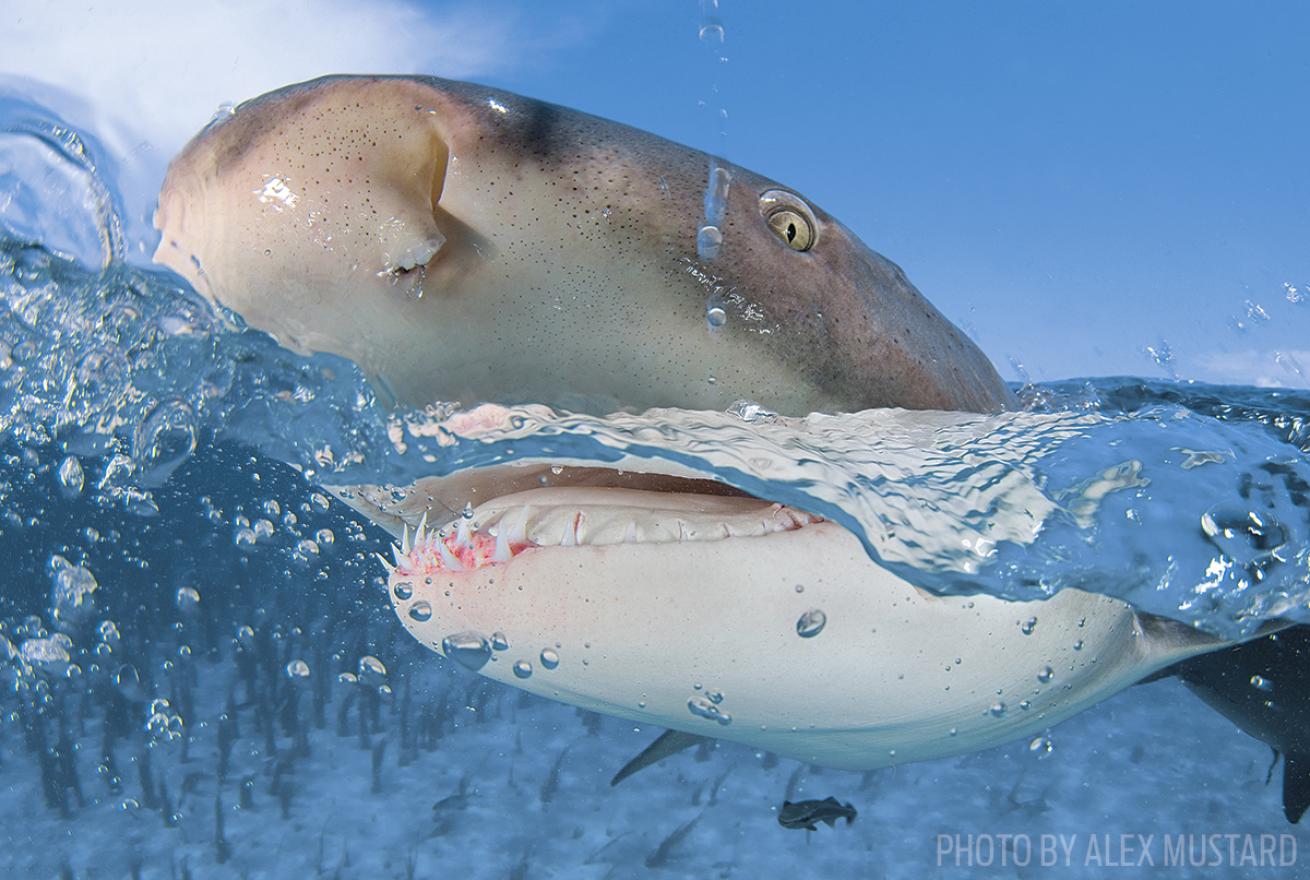 lemon shark underwater photographer tip