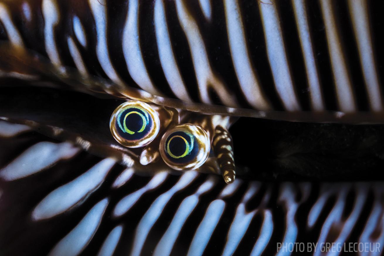 imaging tips for underwater photographers