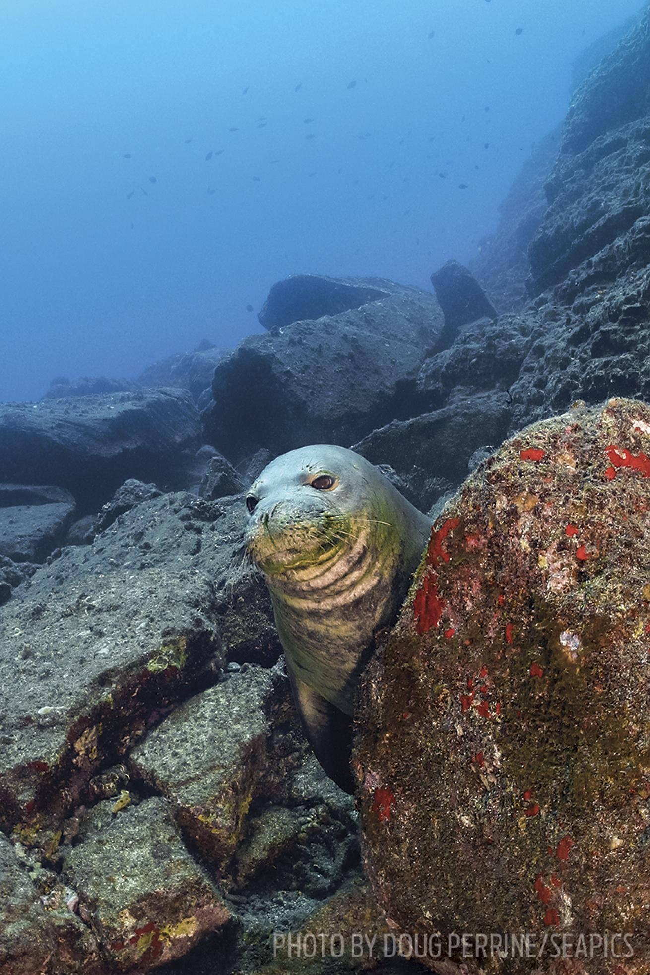 scuba diving niihau hawaii