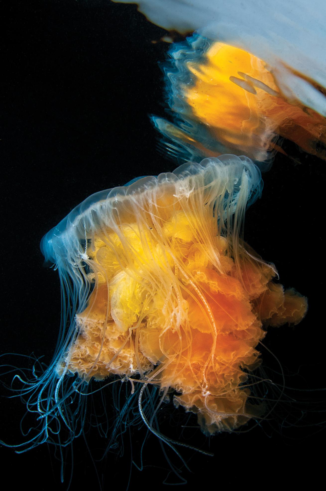 fried egg jellyfish