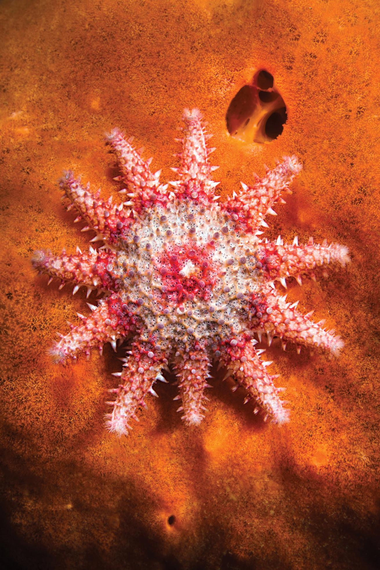 rose star