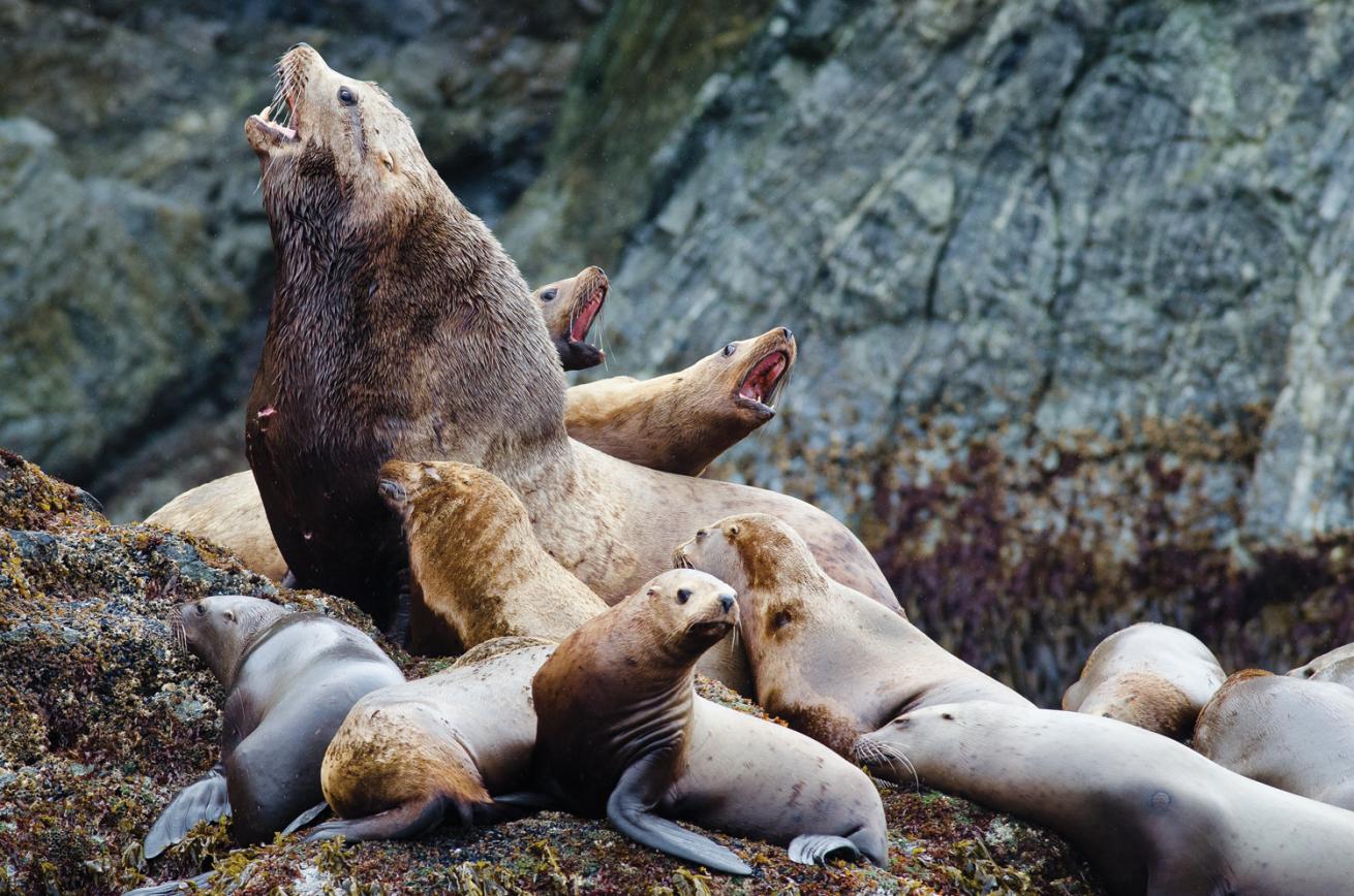 sea lion