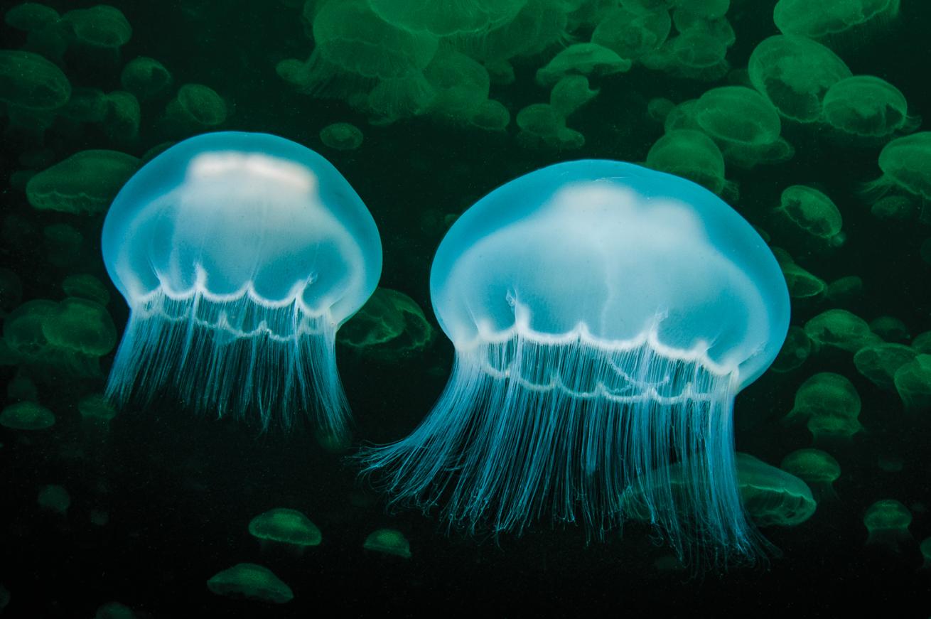 moon jellyfish