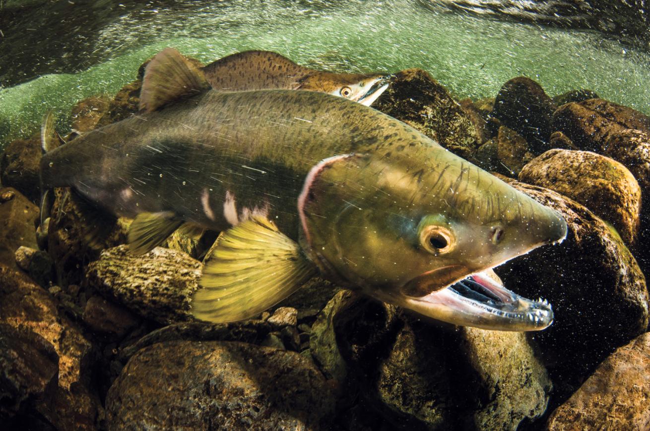 salmon