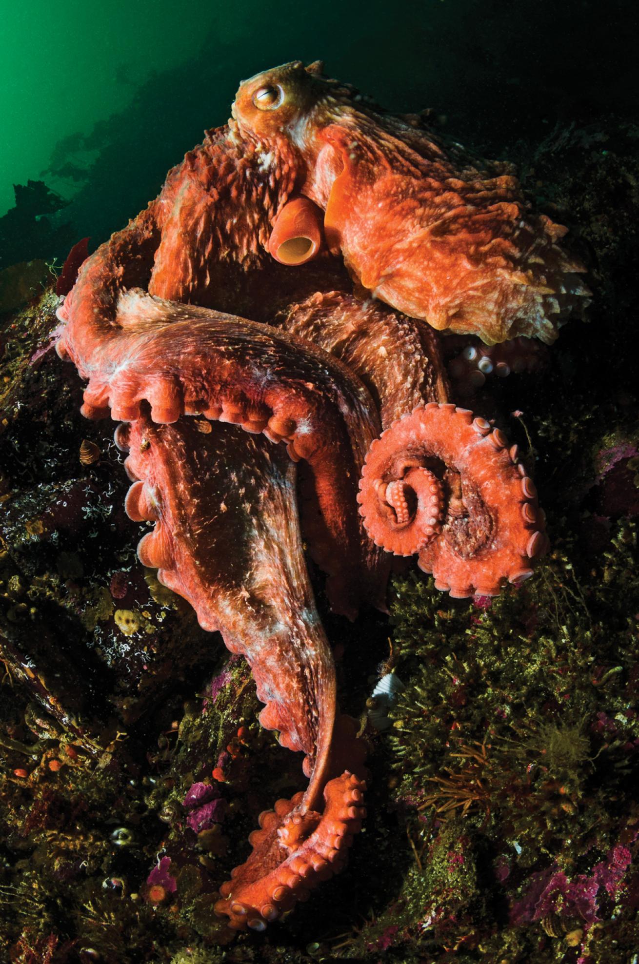 pacific octopus