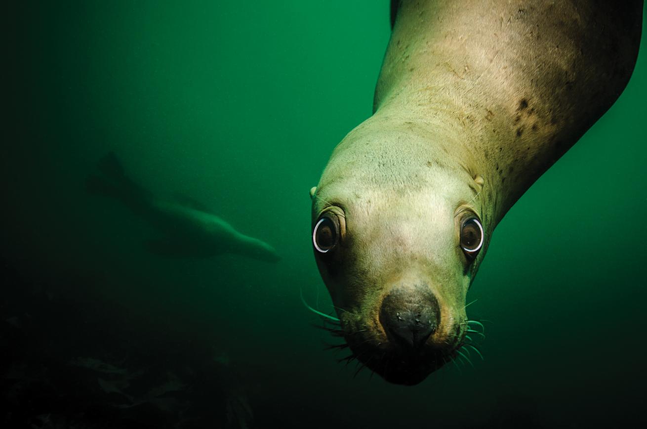sea lion