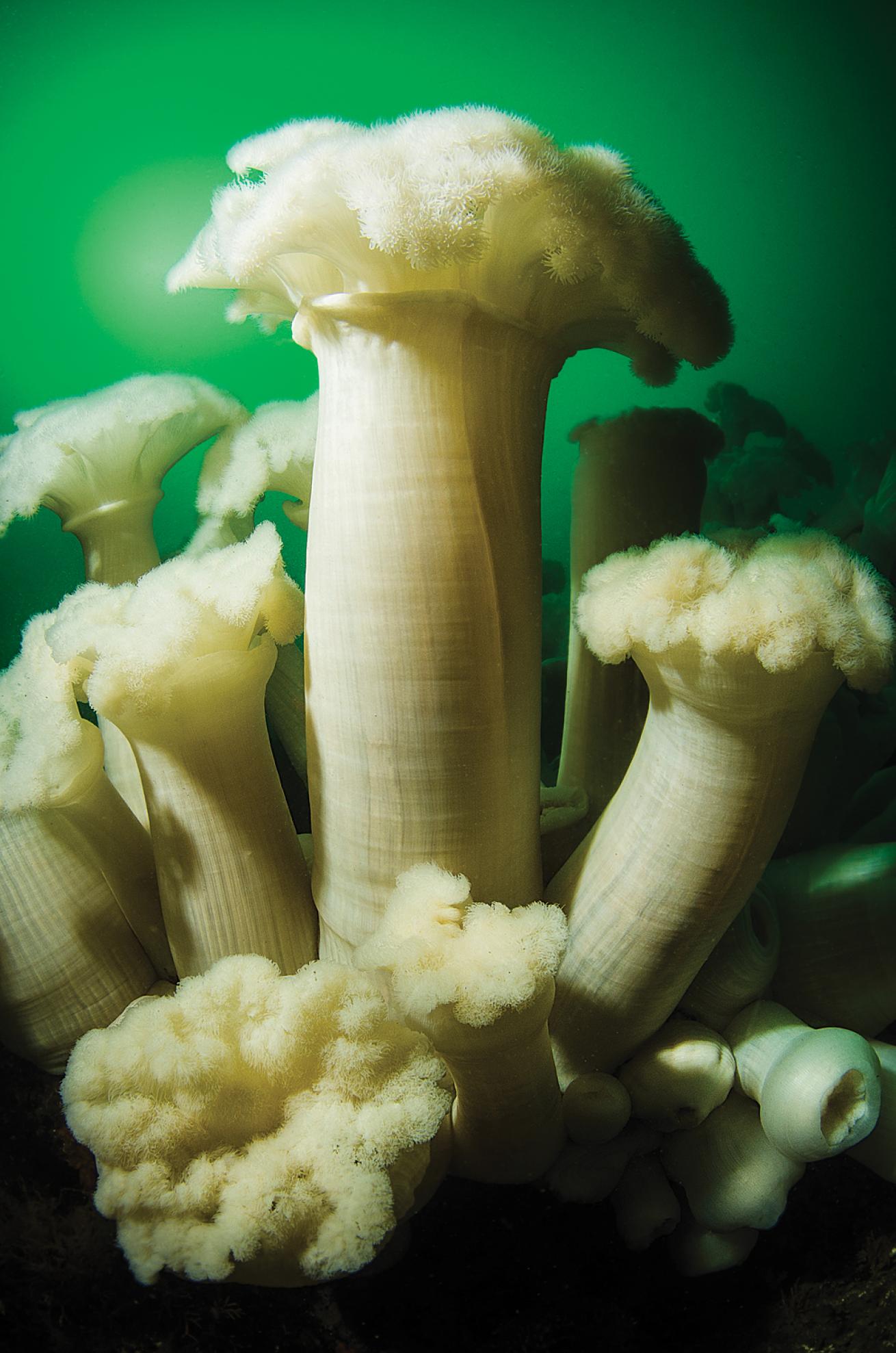 Plumed Anemone