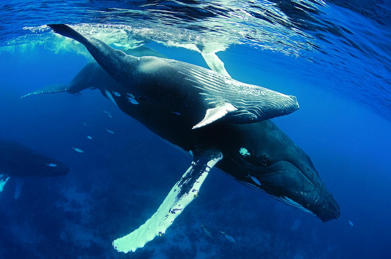 Snorkeling in the Dominican Republic with Humpback Whales in Silver Bank