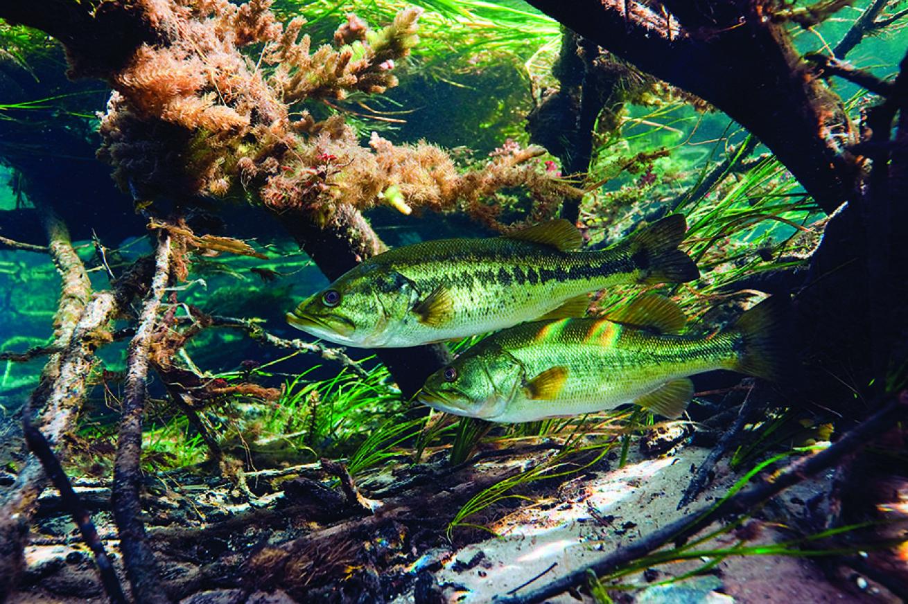 snorkeling rainbow river in Florida