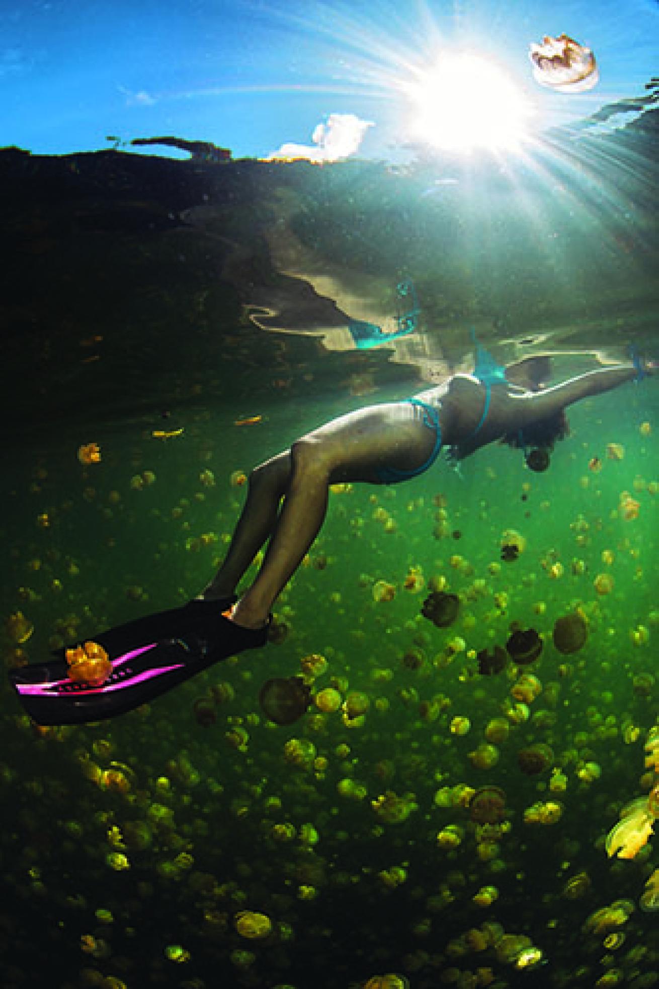 jellyfish lake in palau