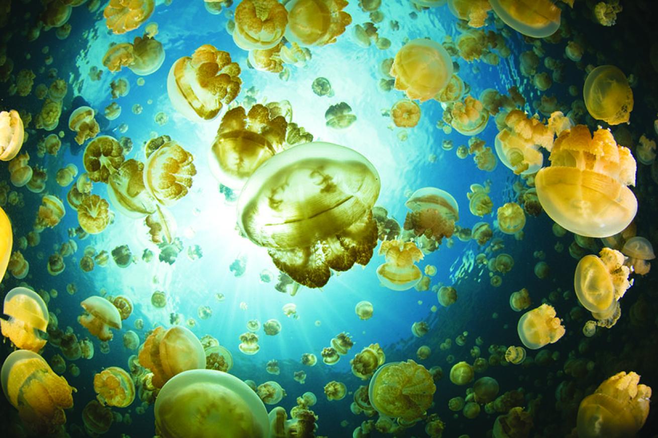 **Snorkeling in Palau: Jellies**