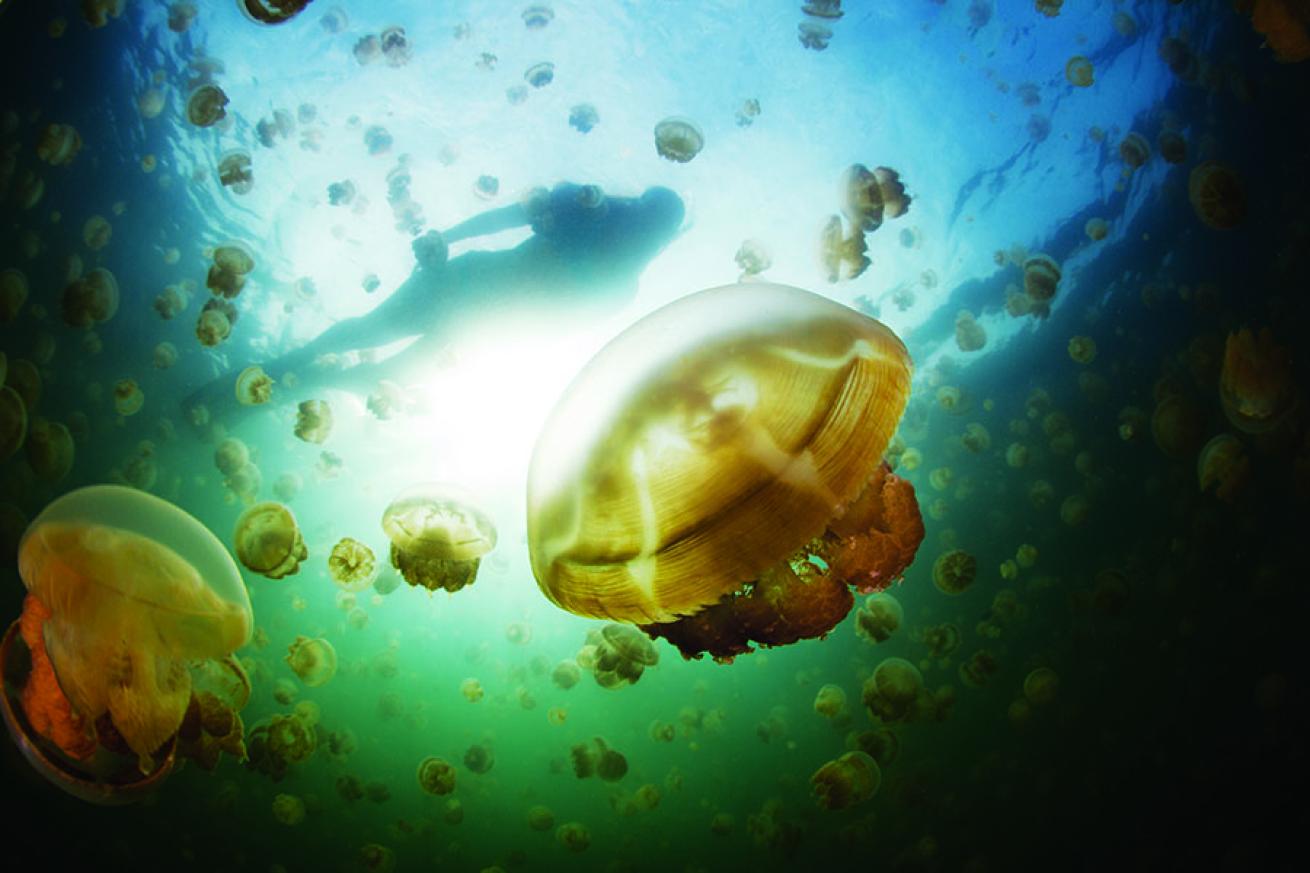 snorkeling in Palau in jellyfish lake