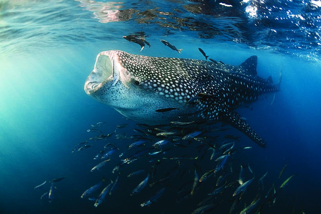 Snorkeling in Mexico: Whale Sharks in La Paz, Mexico