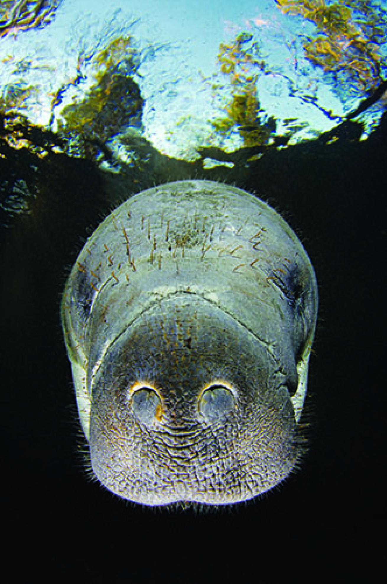 snorkeling with manatees