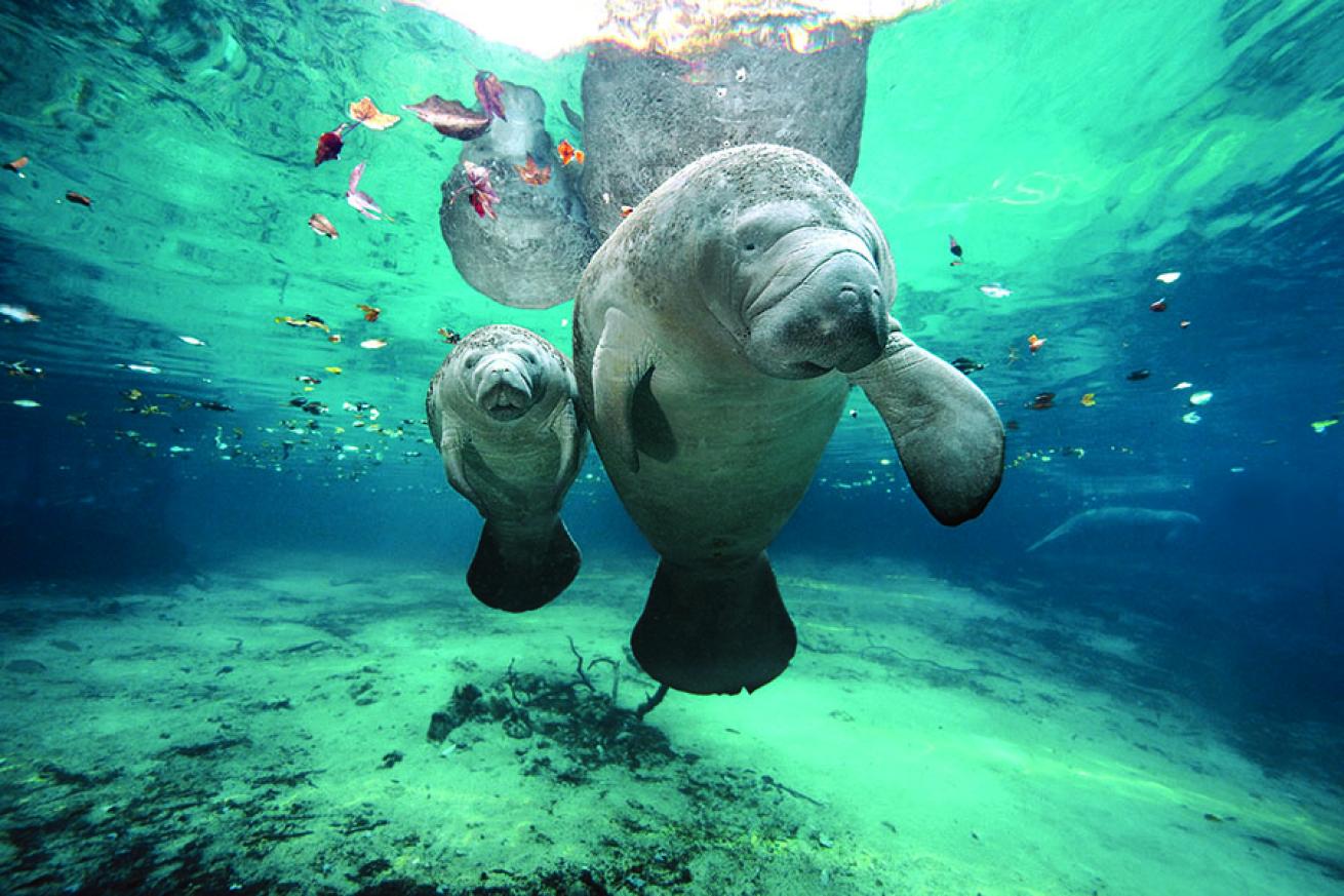 snorkeling with manatees in crystal river florida