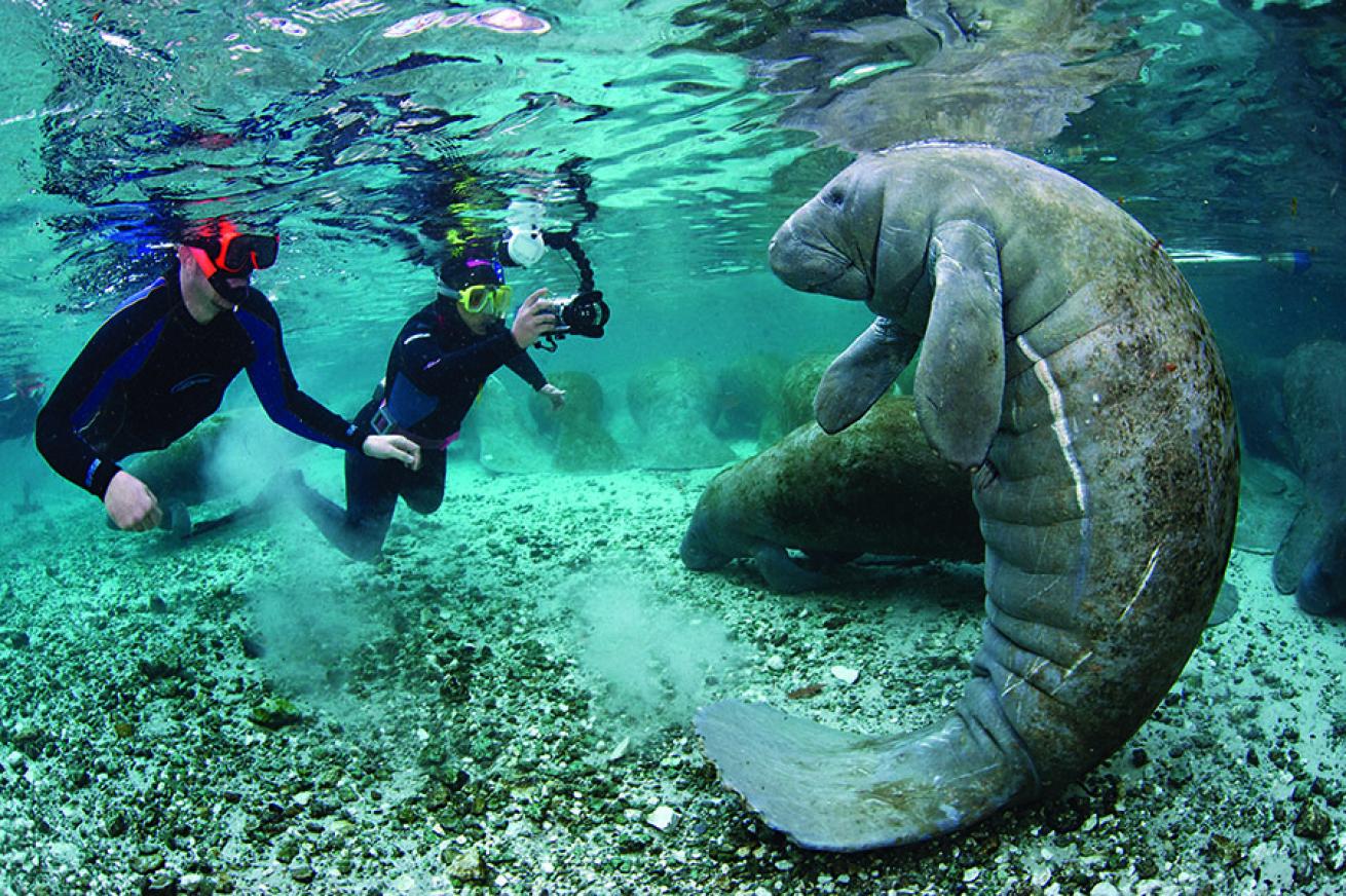 snorkeling with manatees in Florida