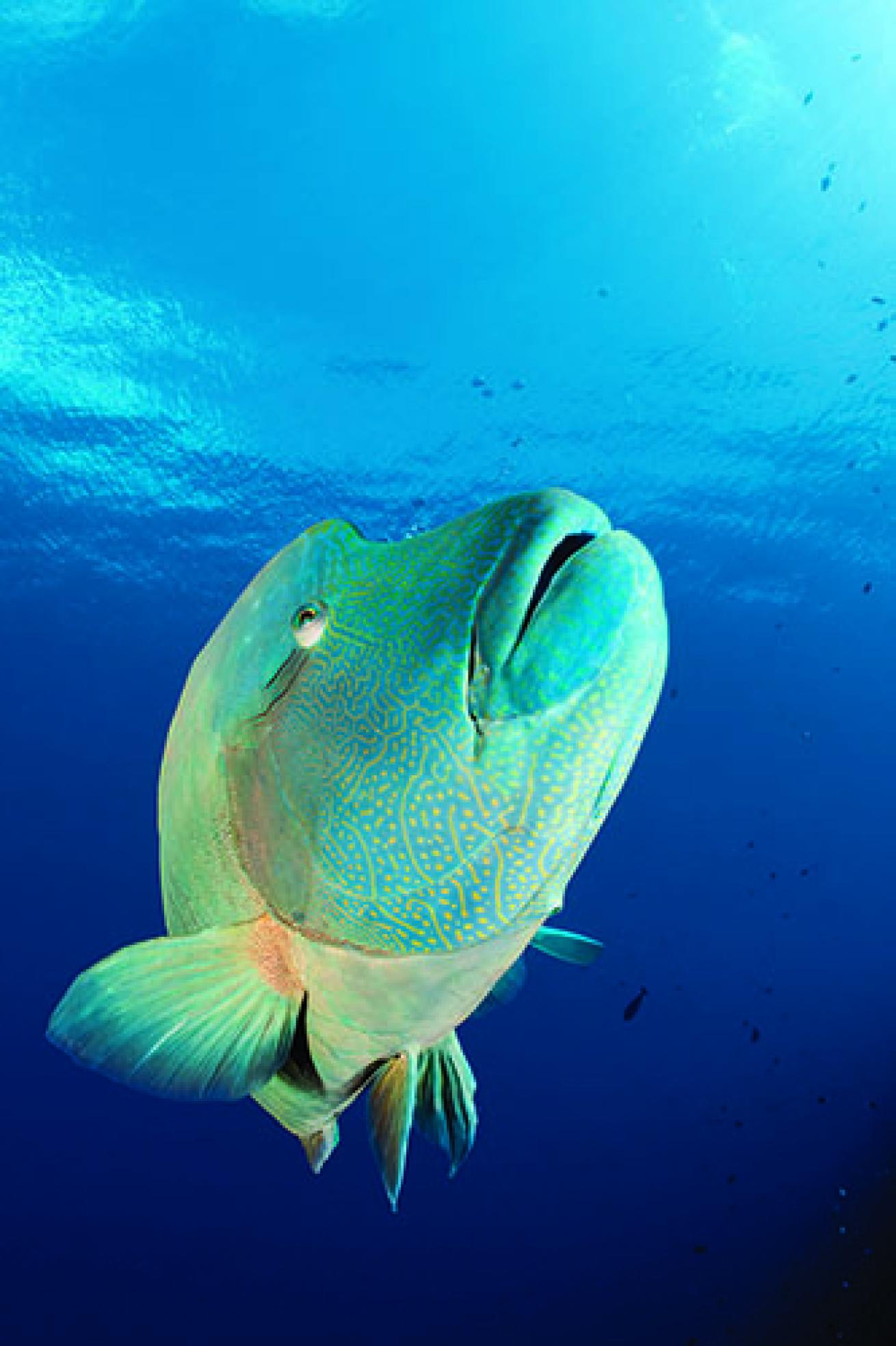 snorkeling in Palau