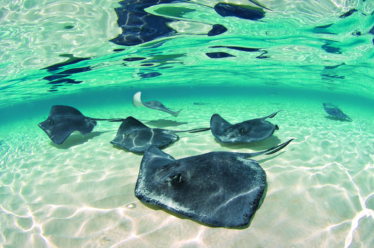 Stingrays in Sandbar, Grand Cayman
