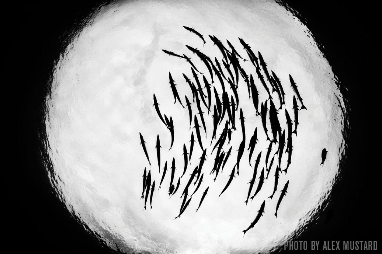 schooling fish, Raja Ampat