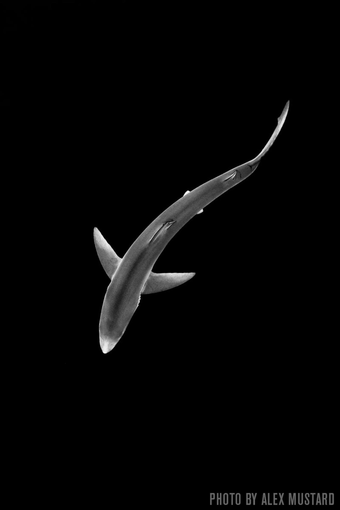 shark in black and white