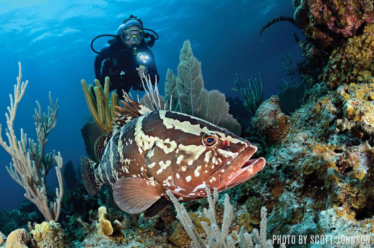 Nassau grouper