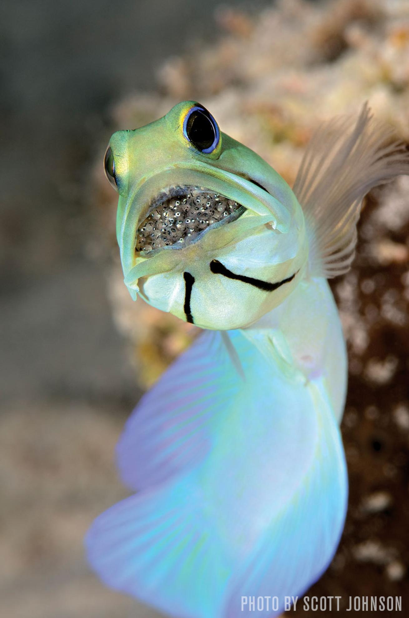 yellowhead jawfish mouth-brooding its eggs