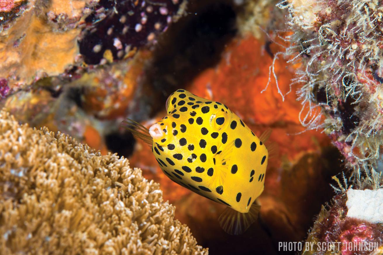Yellow boxfish Thailand Mu Ko Surin