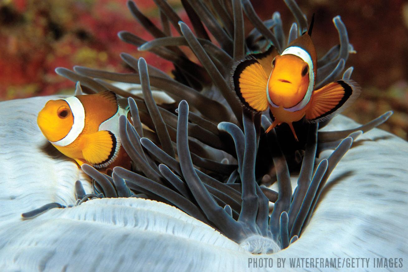 Clownfish Thailand dive