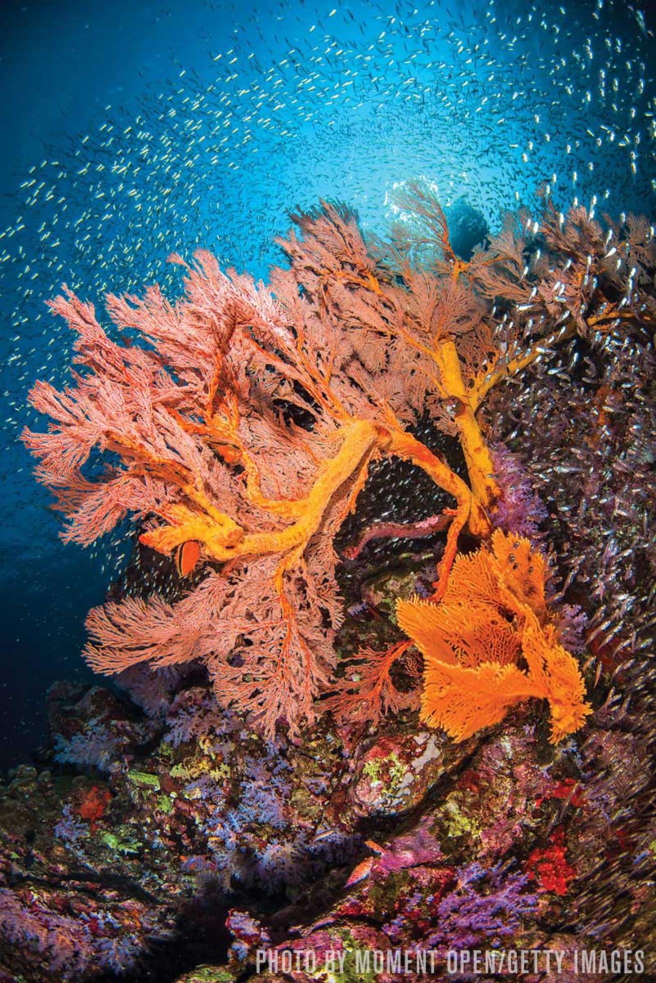 Sea fan Thailand underwater