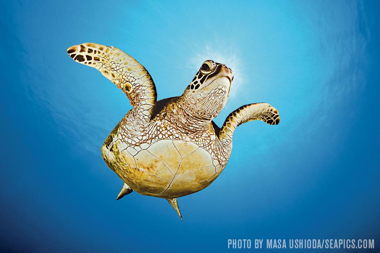Sea turtle hawaii scuba diving