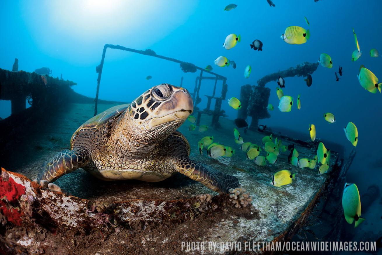 Hawaii scuba diving sea turtle