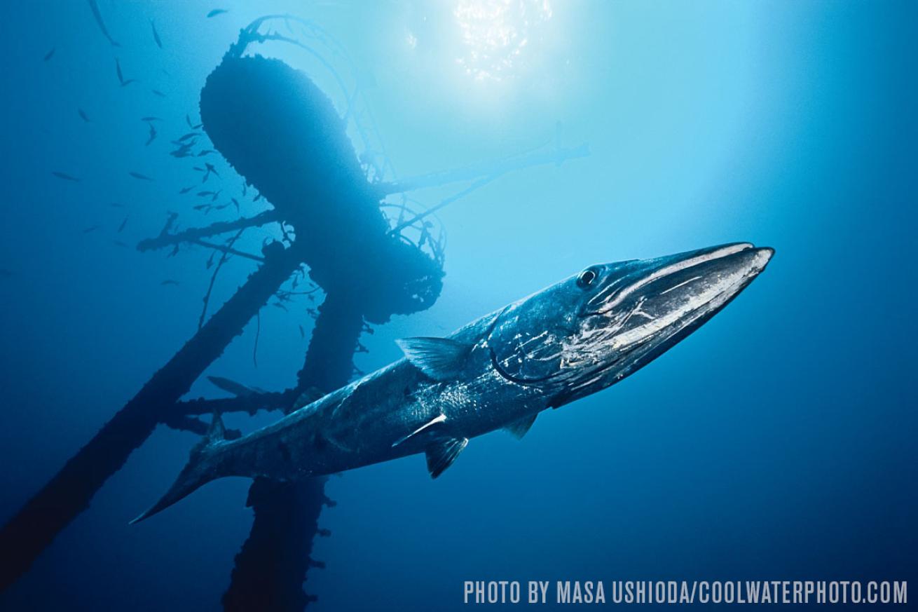 barracuda on the Duane