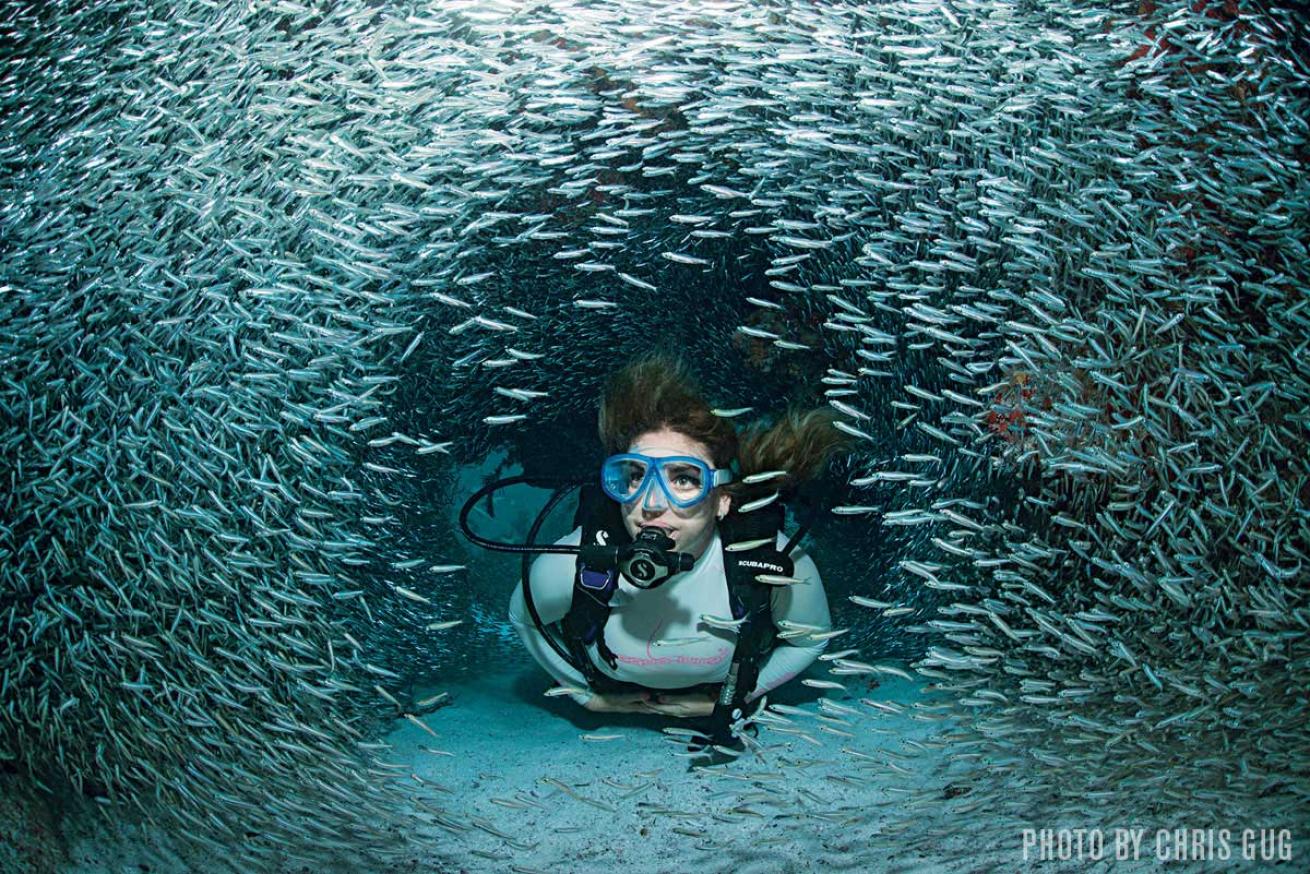 diver and baitfish
