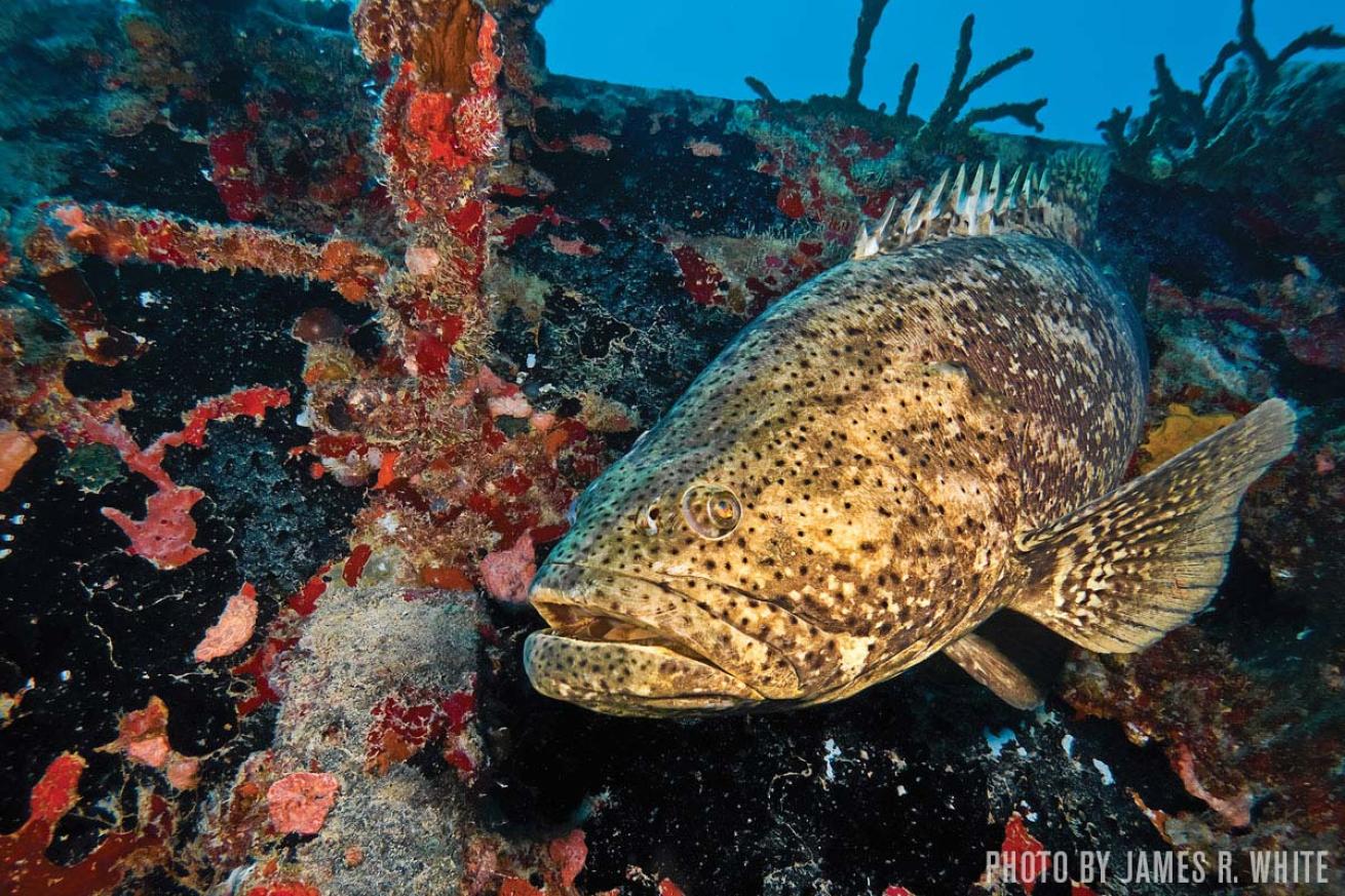 grouper