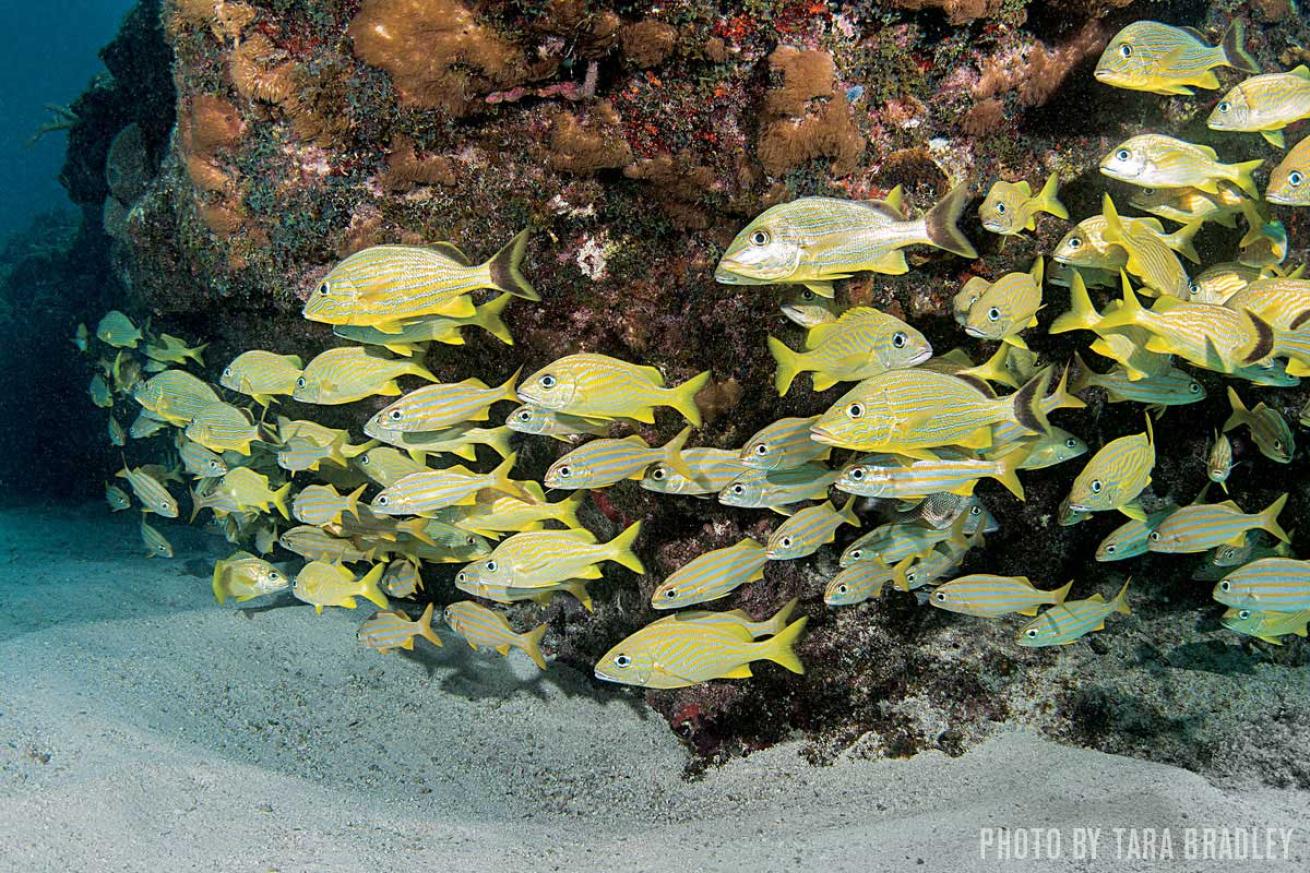 fish on the Vandenberg