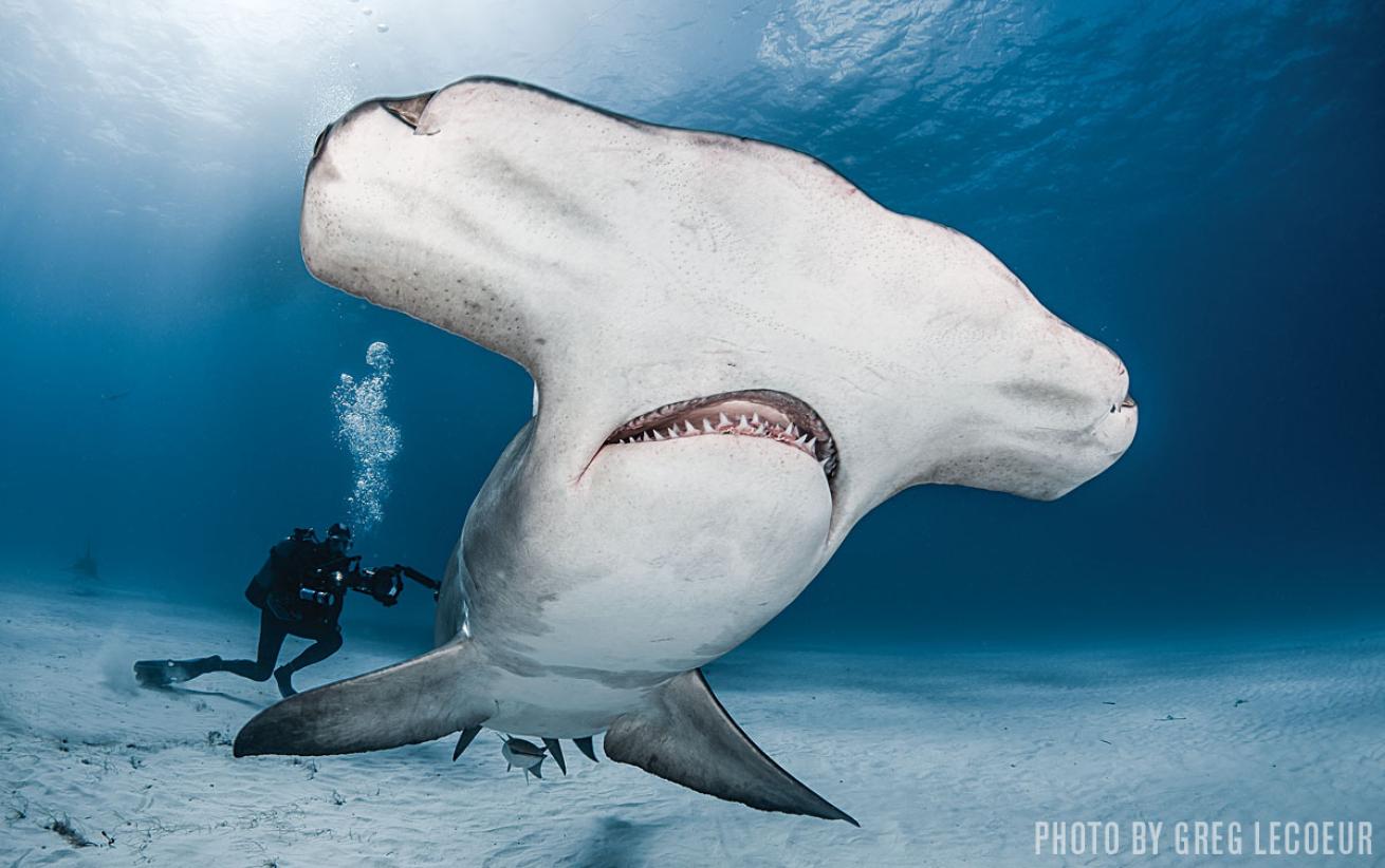 hammerhead scuba diving