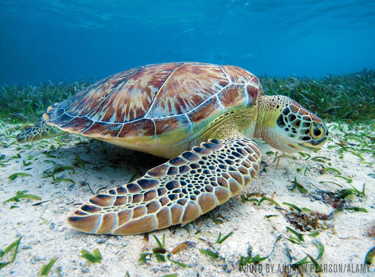 green sea turtle