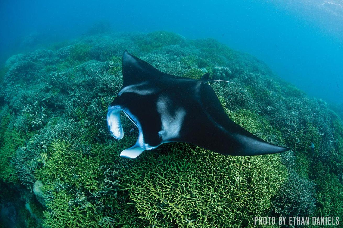 manta ray scuba diving