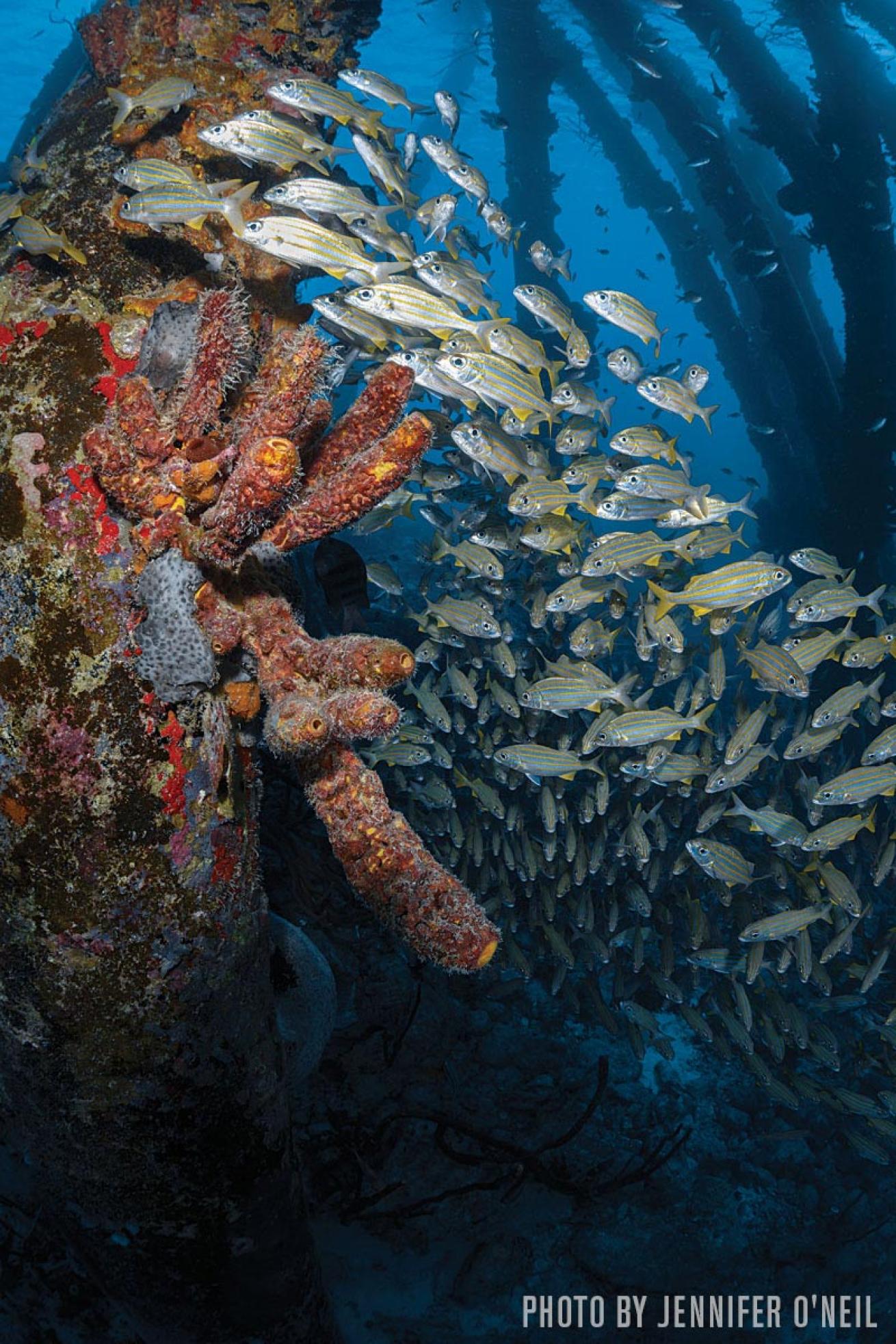 Salt Pier scuba diving