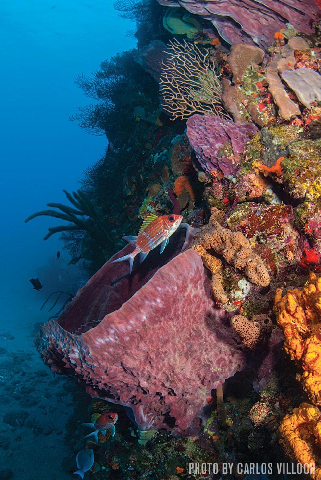 Saba corals
