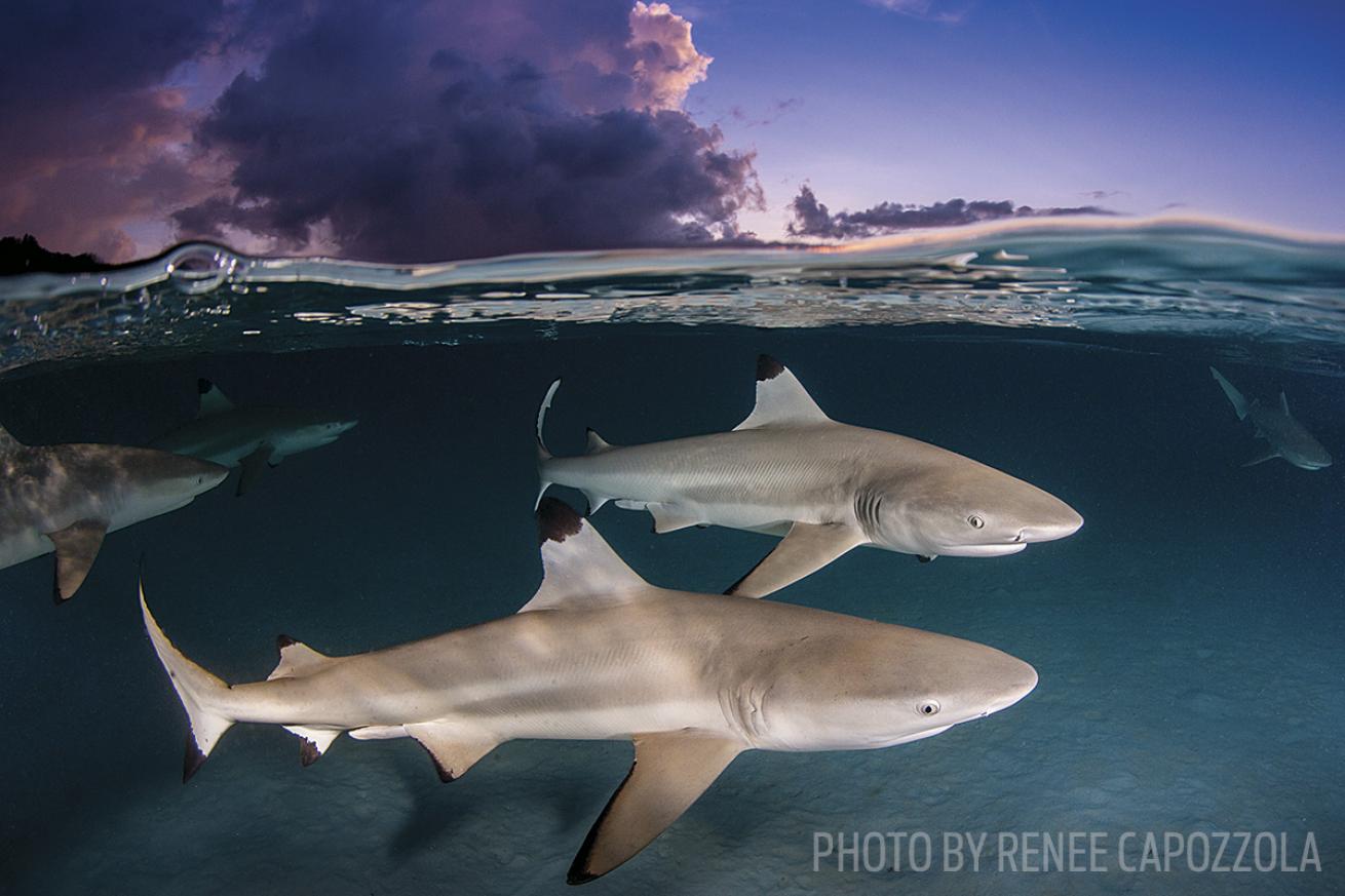 blacktip sharks in tahiti