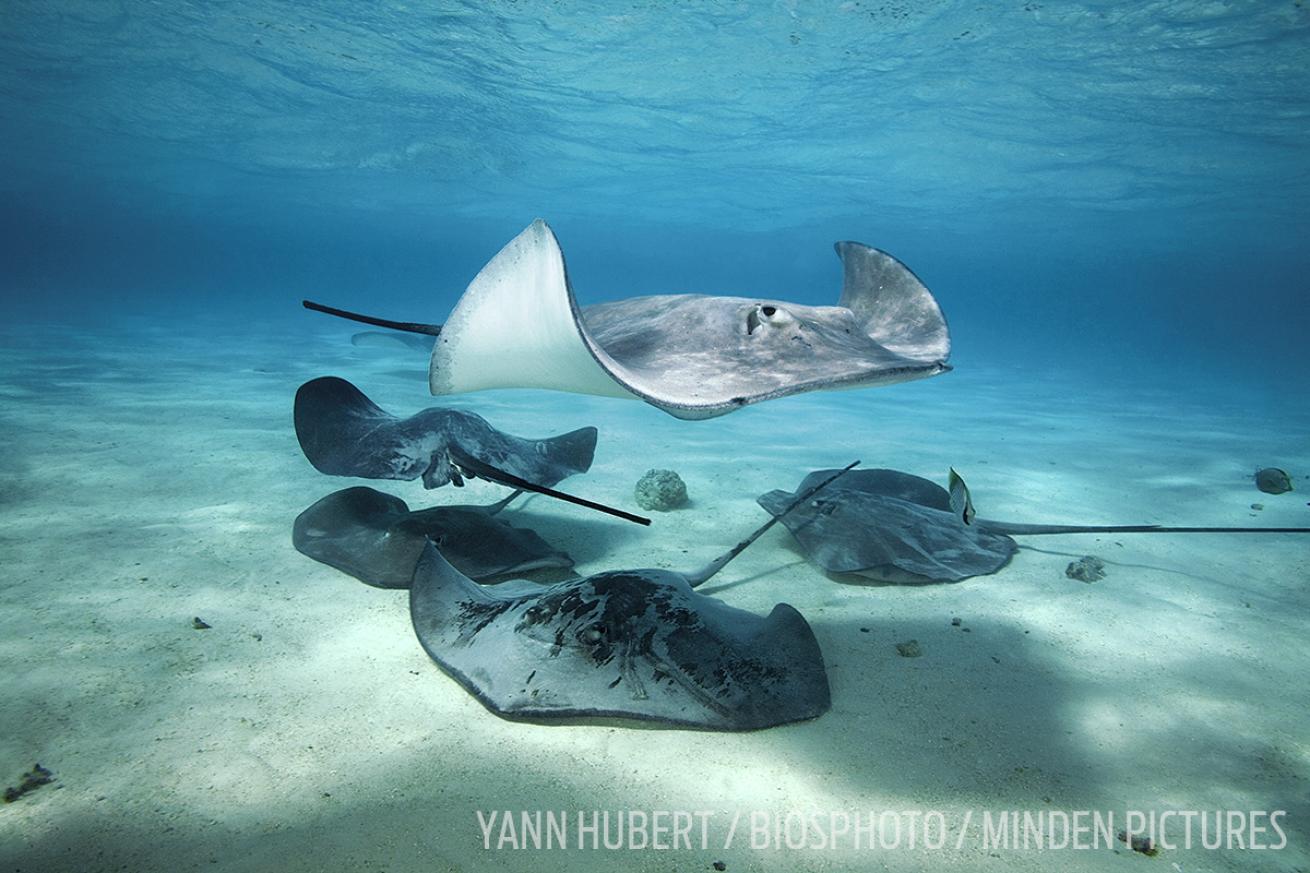 stingrays in tahiti