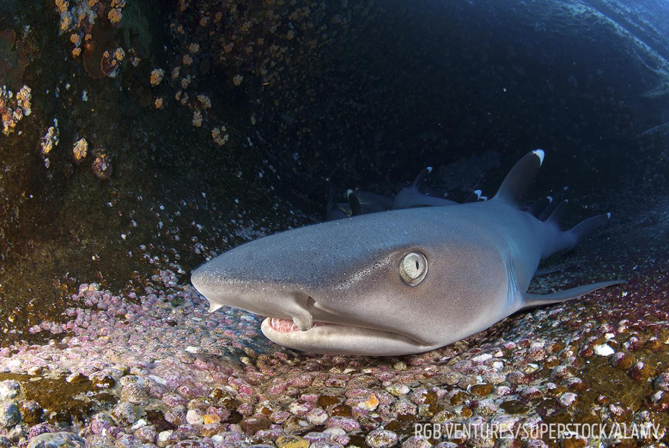 whitetip reef shark rests at Roca Partida