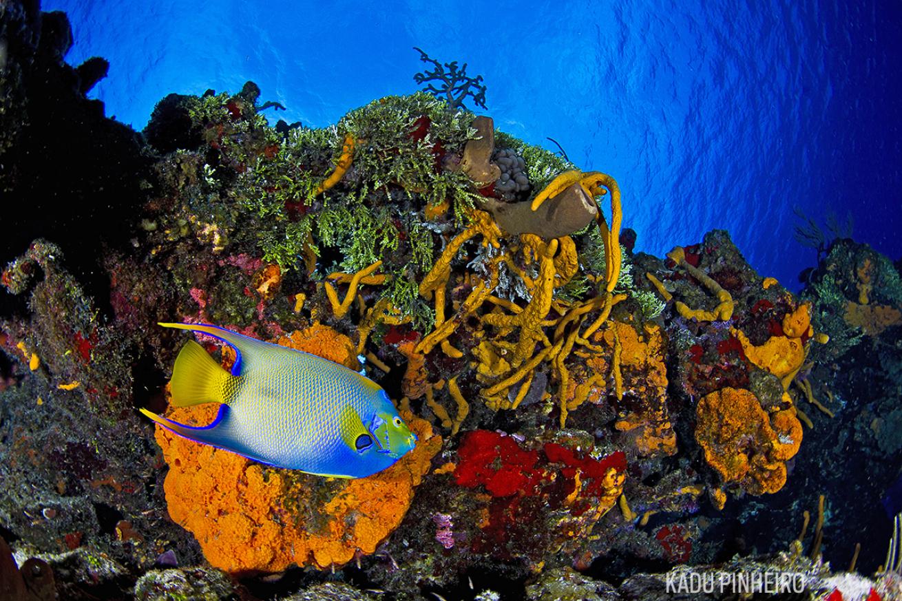 cozumel scuba diving