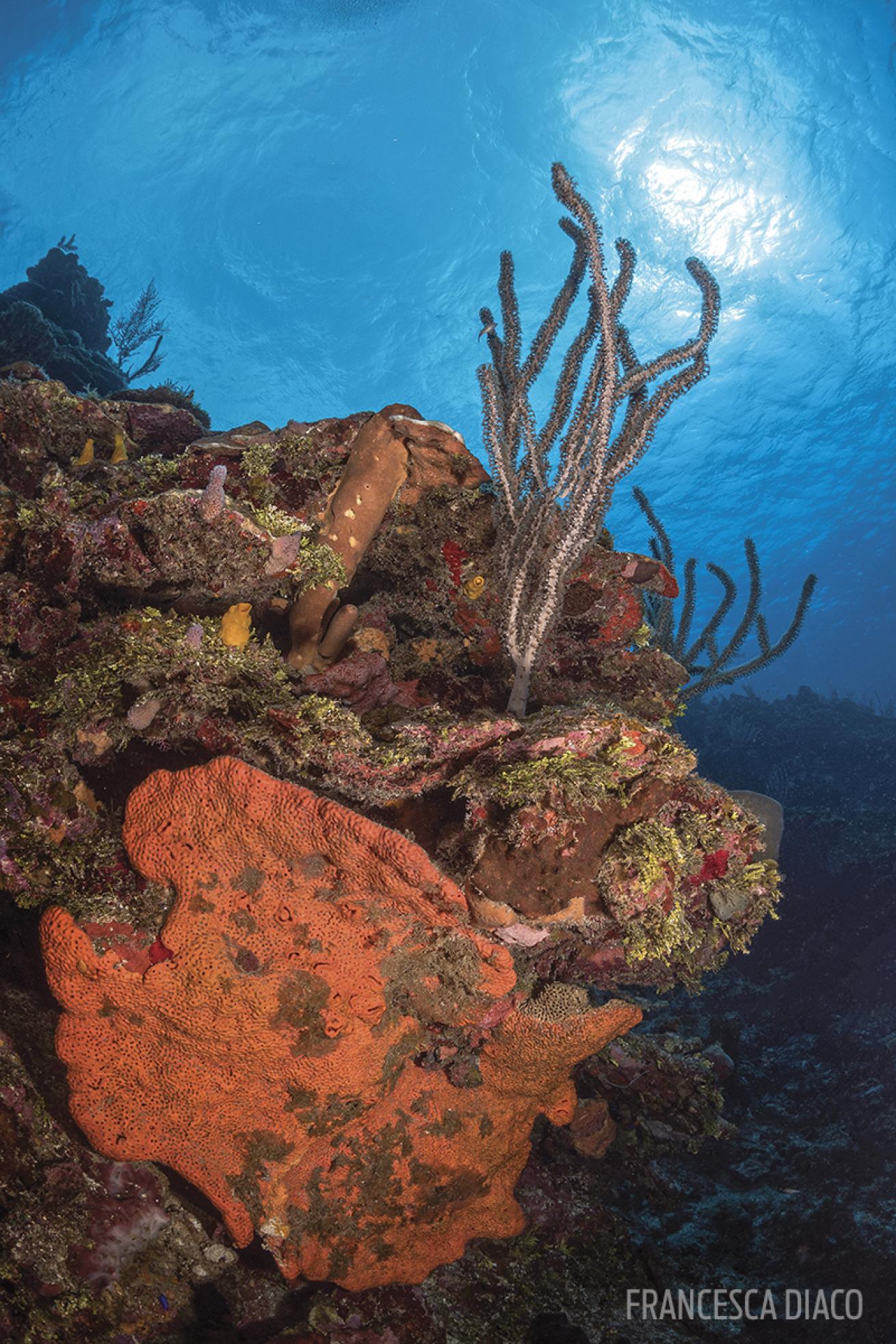 honduras roatan