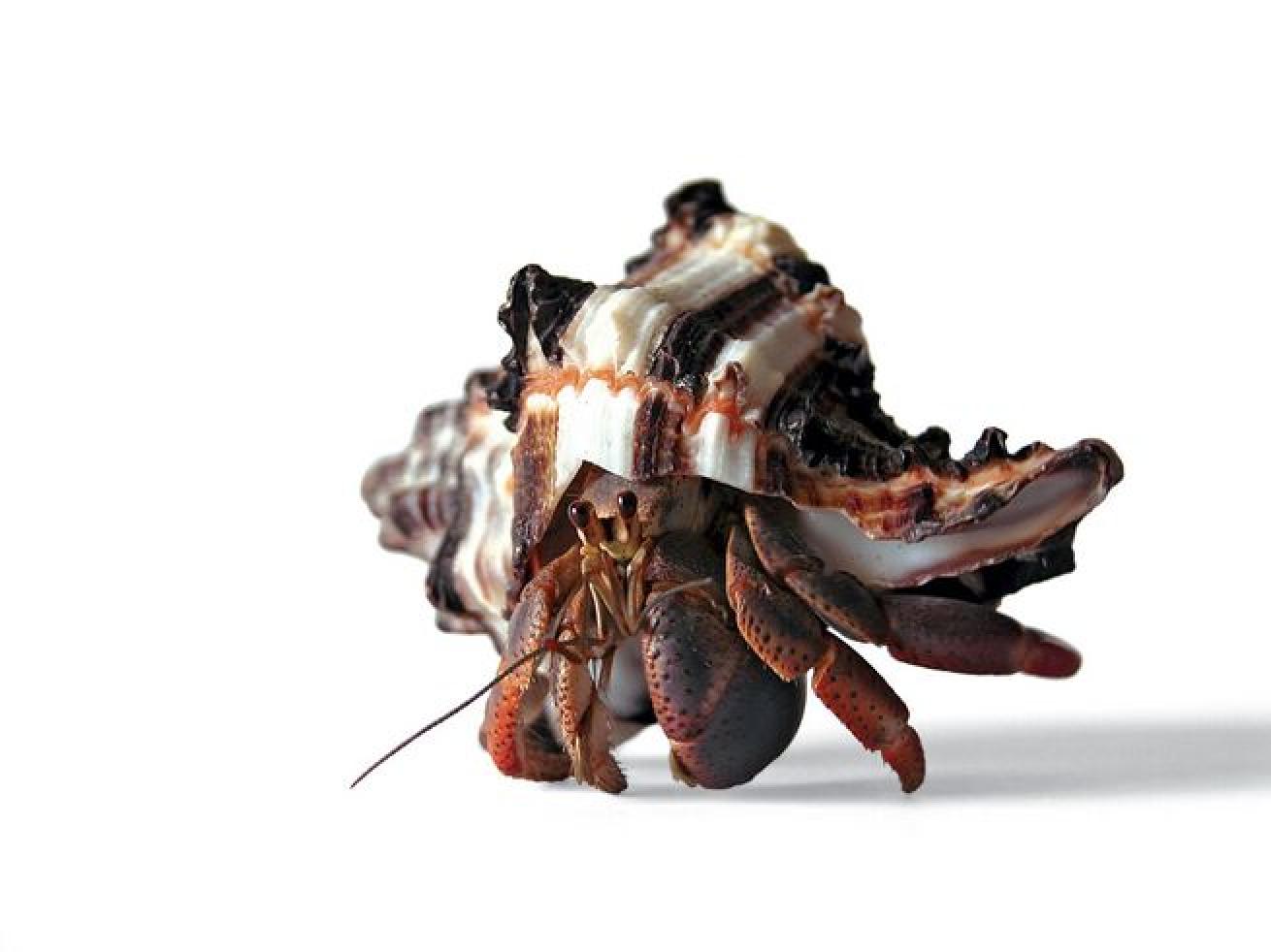 Spiny lobsters are nocturnal carnivores, preying on snails, crabs, clams and urchins.