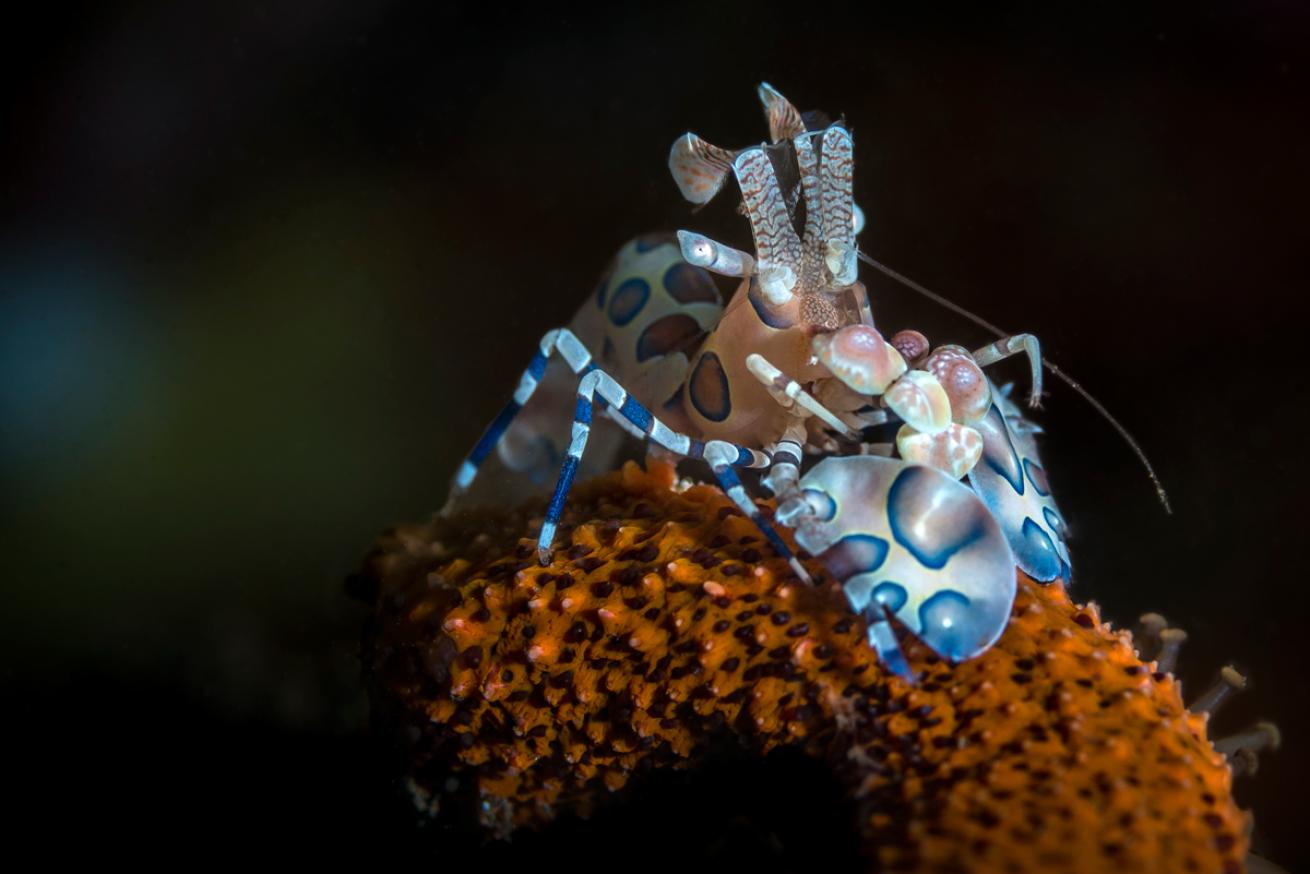 harlequin shrimp