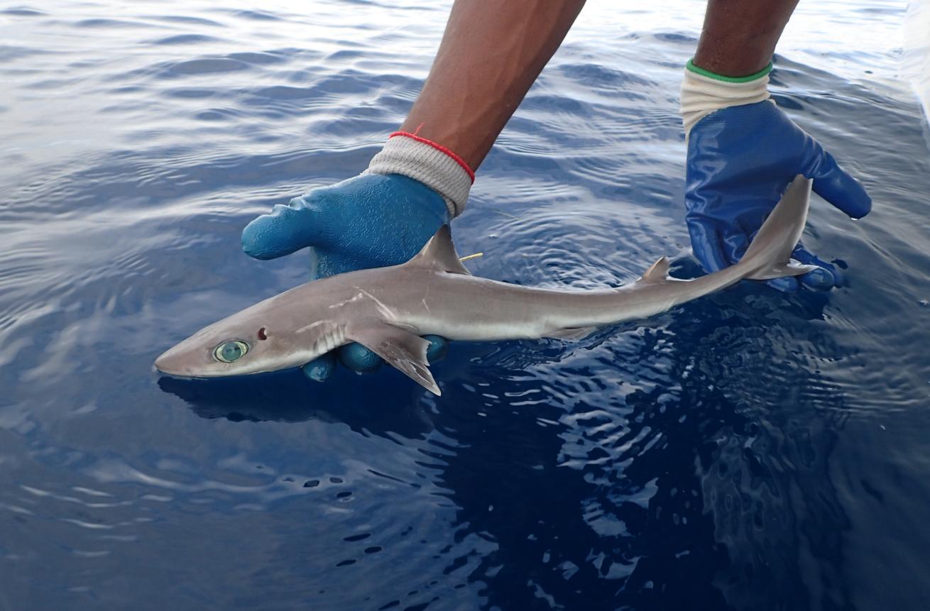 new shark species Florida