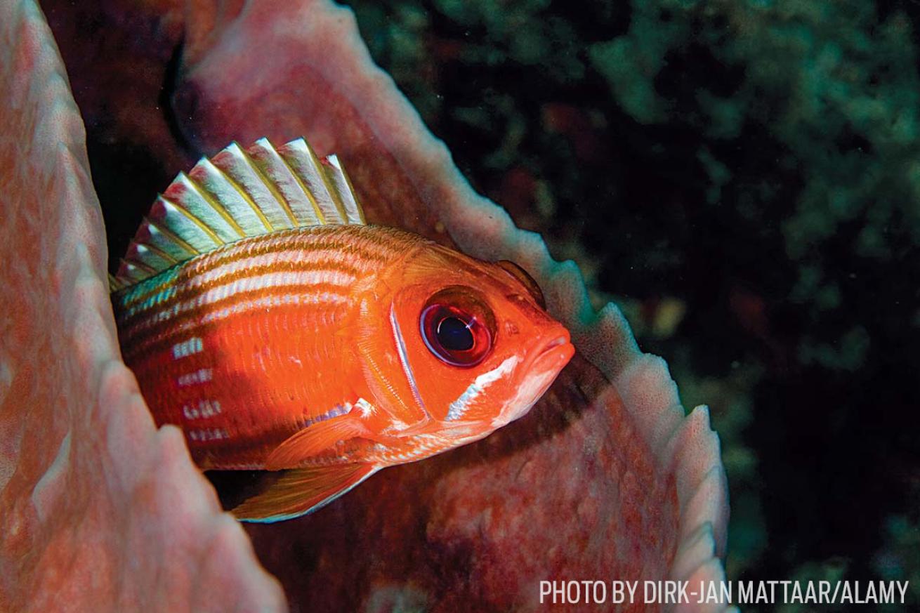 squirrelfish in the Caribbean Sea