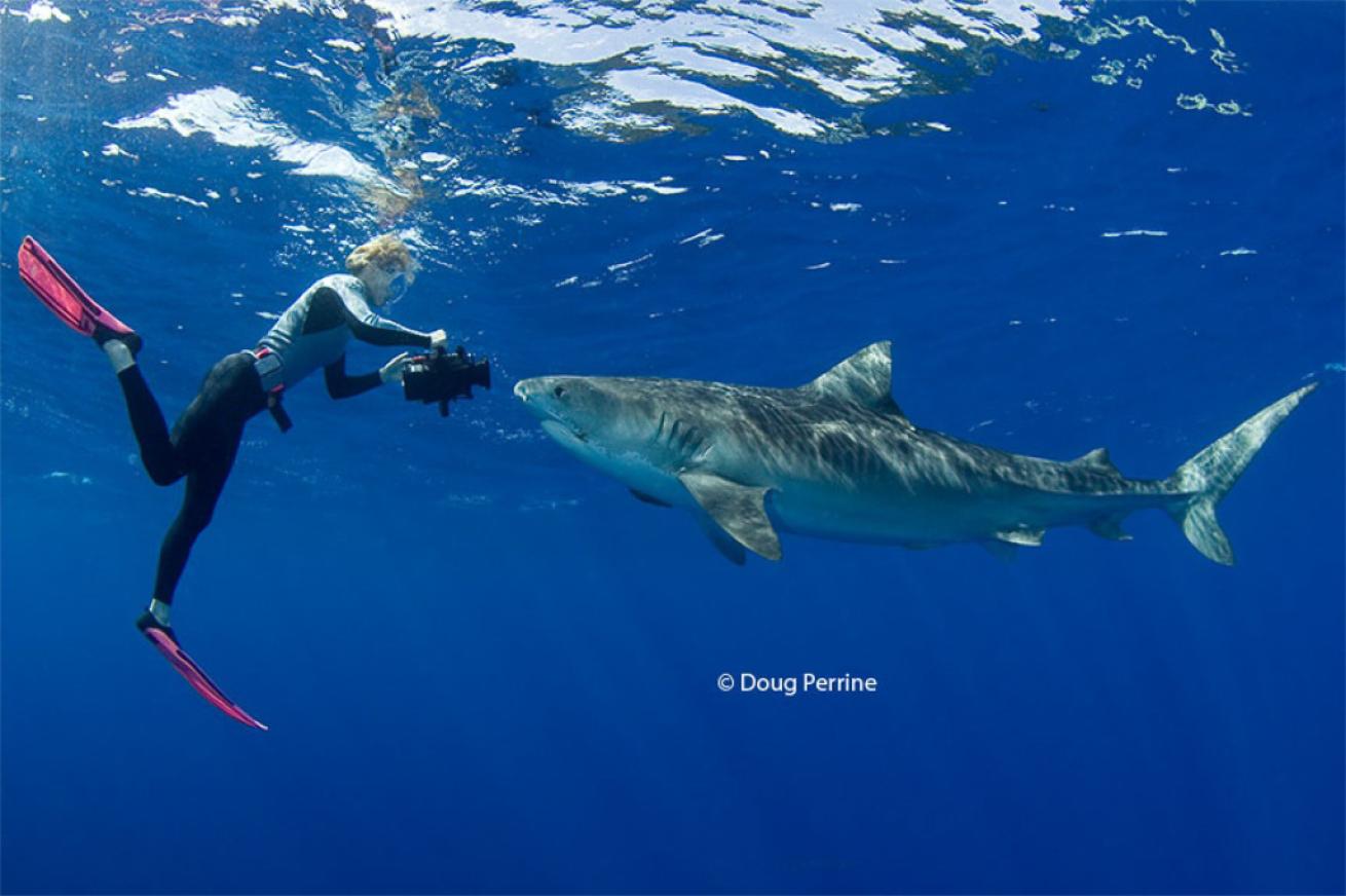 Shark Allies 